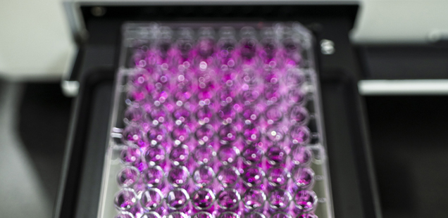 Monoclonal Antibody (mAb) Discovery Services