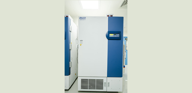 Plasmid Development and Manufacturing Services