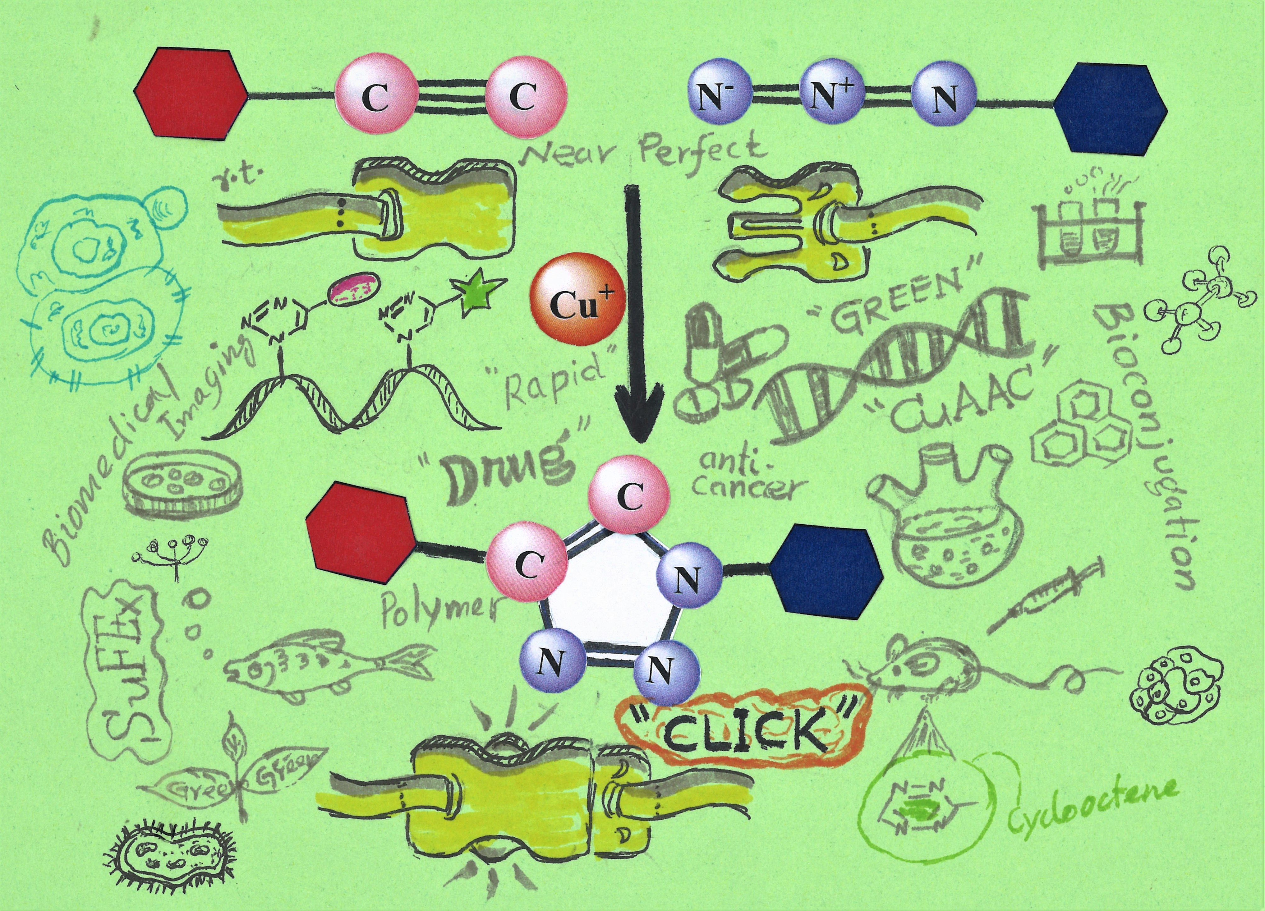 A Brief Introduction to Click chemistry and Bioorthogonal chemistry