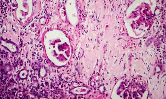 GLP & Non-GMP Toxicology