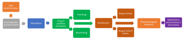 Events involved in the oral route of drug absorption