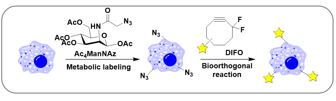 Schematic for metabolic labeling and detection of cell-surface glycans using Ac4ManNAz and DIFO-based reagents<sup>15a</sup>