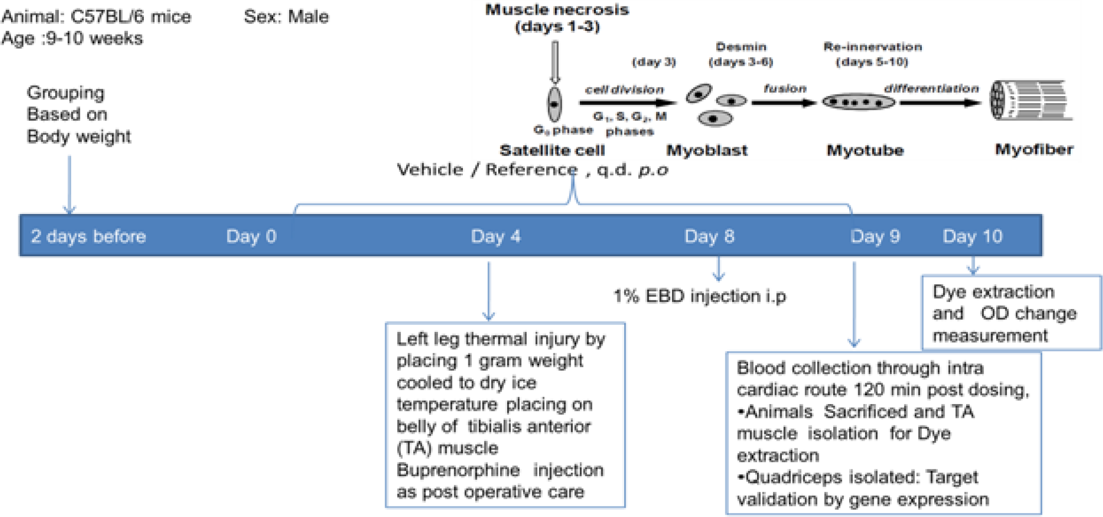 Evaluation of EBD through dye extraction