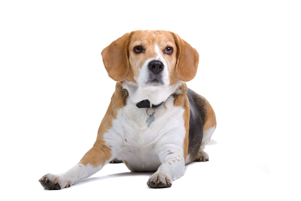 in vivo PK studies in dog