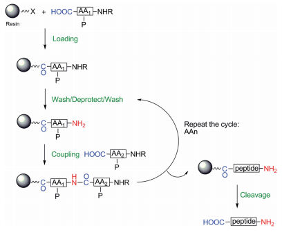 General scheme of a solid-phase peptide synthesis