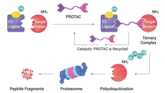 Protac Research